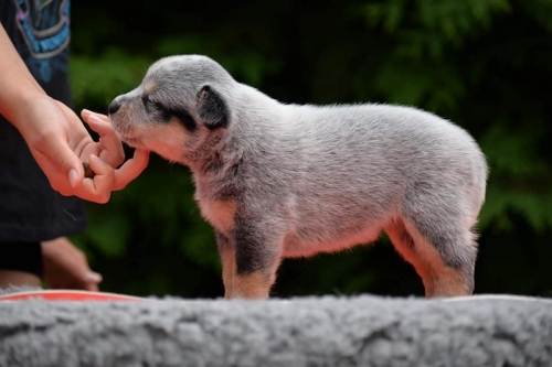 HOLY - female - 4,5 weeks old